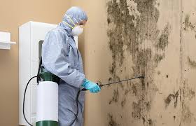 Environmental Consulting for Mold Prevention in Sun Valley, PA